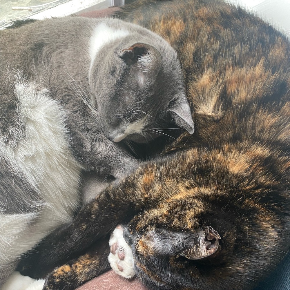Cat Friendly, Smoke-Free Home!